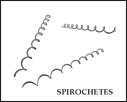 spirochetes